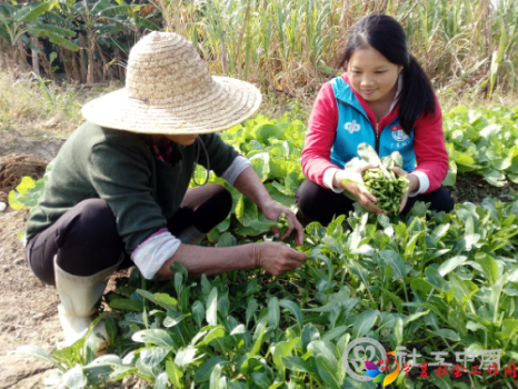2 茂名&ldquo;双百&rdquo;社工与村民&ldquo;三同&rdquo;，从日常生活视角与村民建立信任关系.png